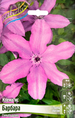 Клематис Барбара (1шт)