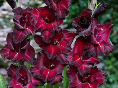 Гладиолус Блэк Бьюти (1шт)