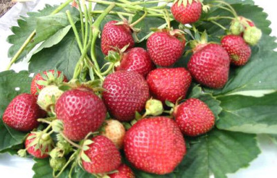 Земляника (Клубника) Аромас в кассете