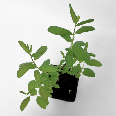 Жимолость Камчатская (2)