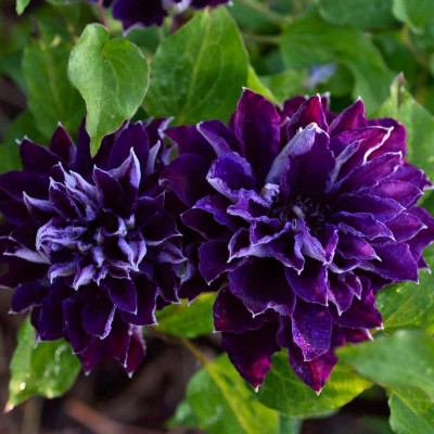 Клематис Шин-Шигоку