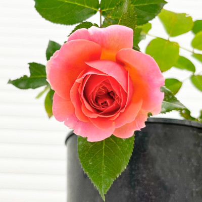 Роза Коин Rose Coin саженец