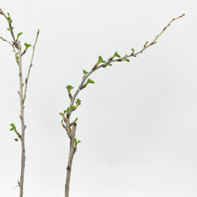 Крыжовник Грушенька (2)