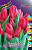 Тюльпан Тринити (1шт) 3449