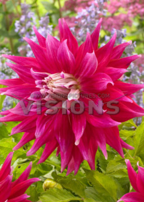 Георгина Эйси Дарк Хорз (1шт) 6342