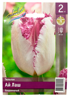 Тюльпан АЙ ЛАШ бахромчатый