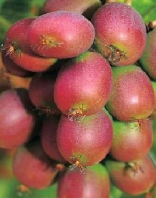 Актинидия аргута Ананасная (женский тип) 7486