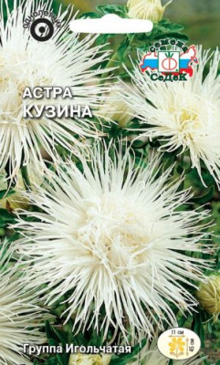 Астра Кузина (коготковая, белая)