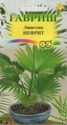 Ливистона китайская Нефрит 3 шт.