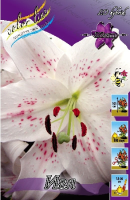 Лилия Игл (1шт)  1476