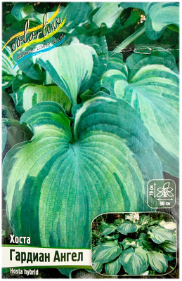 Хоста ГАРДИАН АНГЕЛ hosta hybrid
