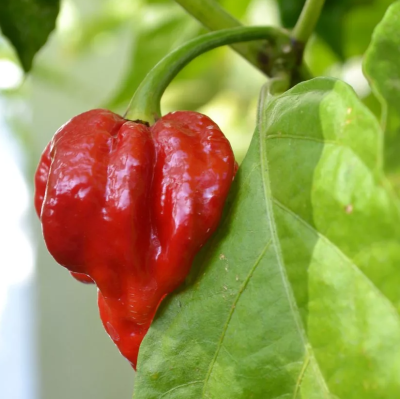 Перец Тринидад Моруга Скорпион красный (острый) (Евро, 5)